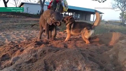 Rescued baby ellie beats the odds with the help of his canine companion