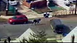 Police Chase Cow Escaping from Slaughterhouse in New York (Video) 2222017
