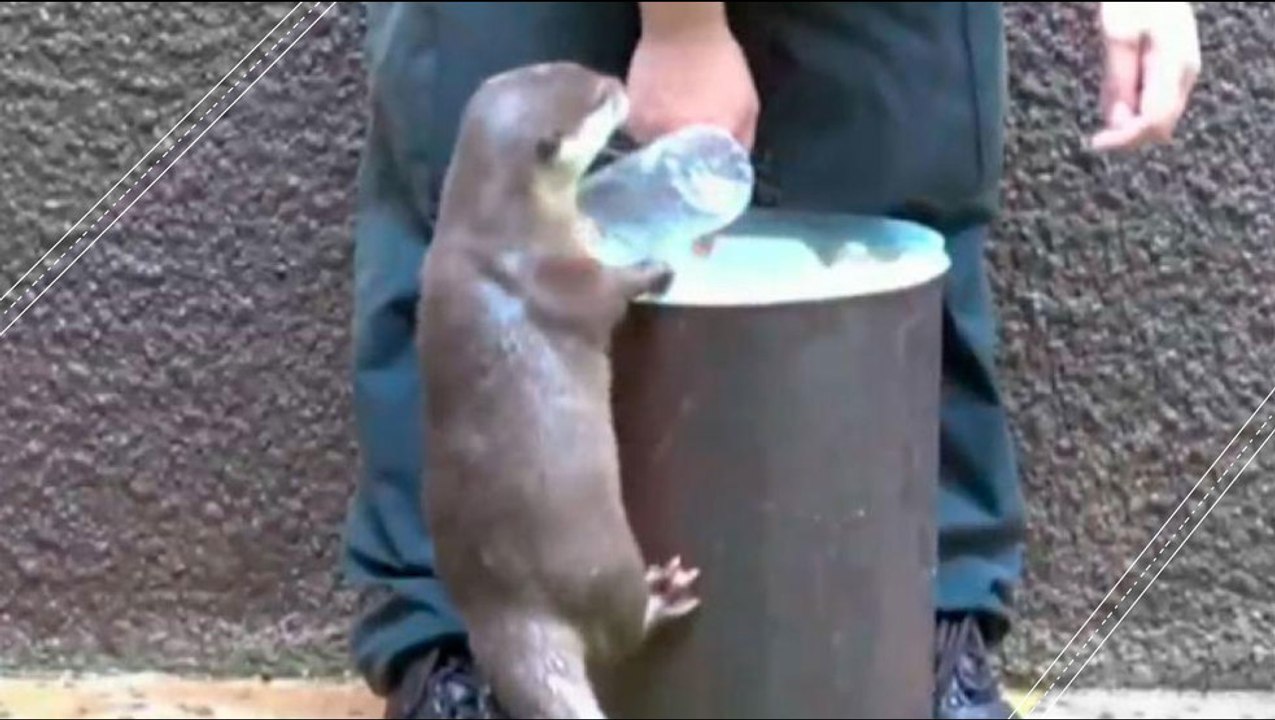 This Otter Recycles Better Than You