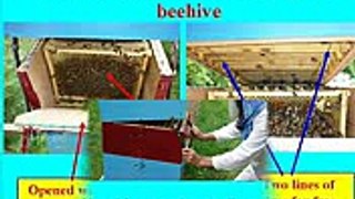 New Multi-Colony Beekeeping System in Ukraine!