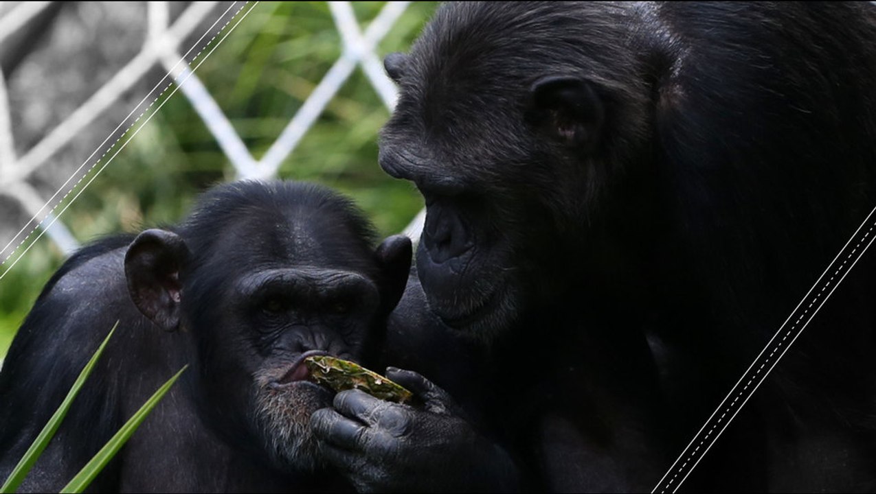 Chimpanzees Communicate Danger