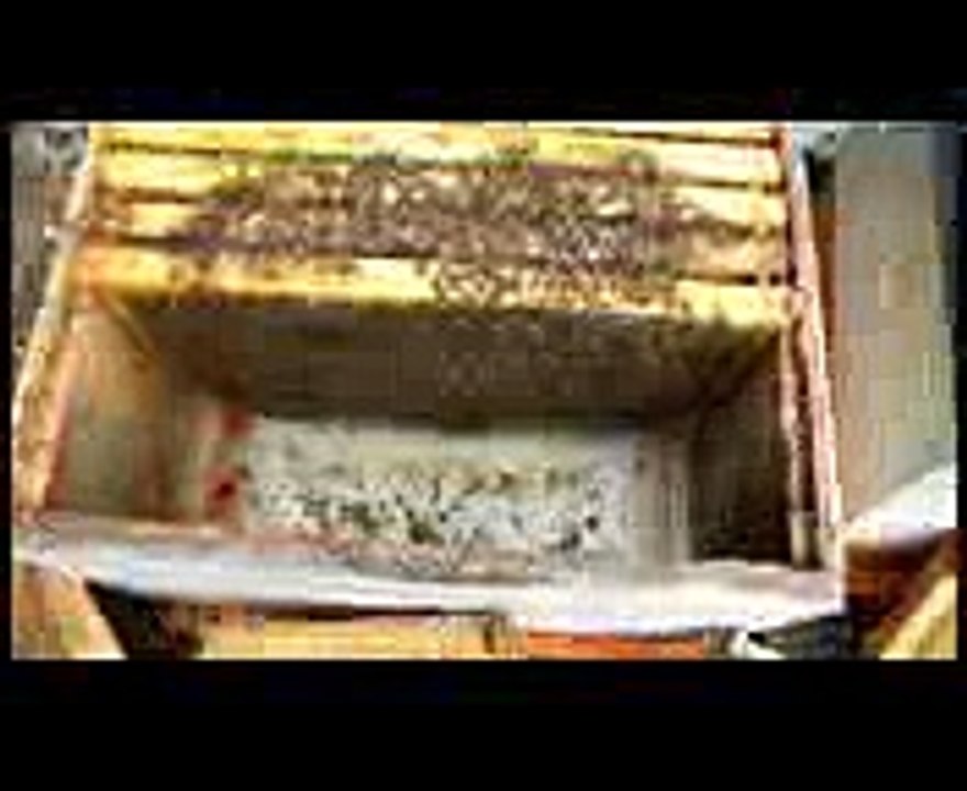 Beekeeping with Devan