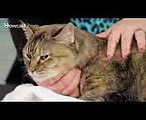 How to Groom a Cat's Eyes, Nose & Ears  Cat Care
