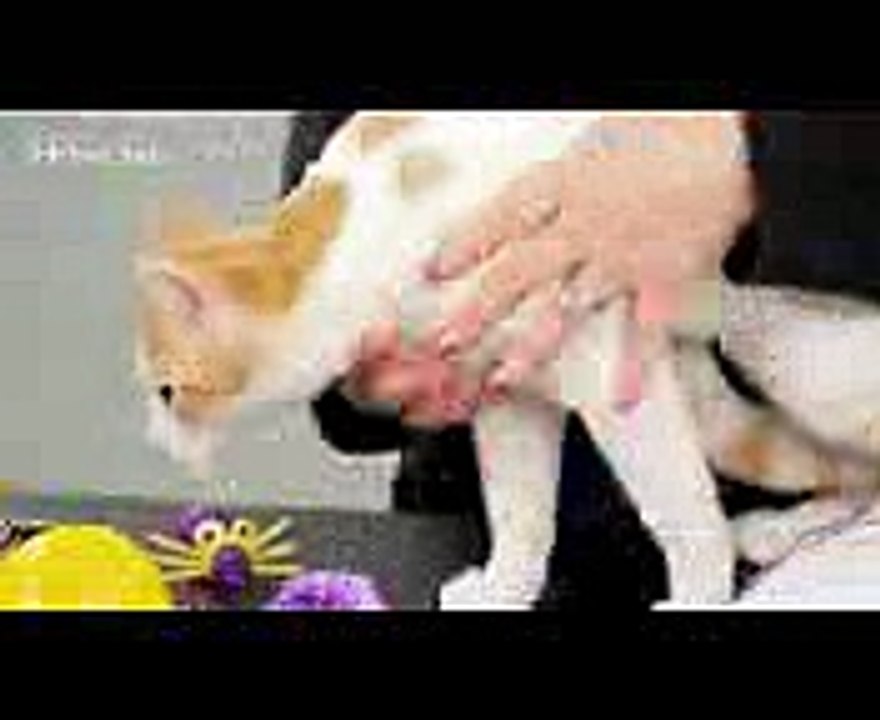 Is It Safe to Let Your Cat Go Outside Cat Care Video Dailymotion