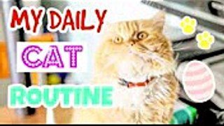 My Cat's Daily Routine