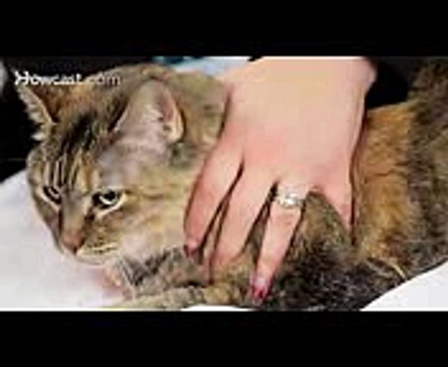 Pros & Cons of Declawing Your Cat  Cat Care