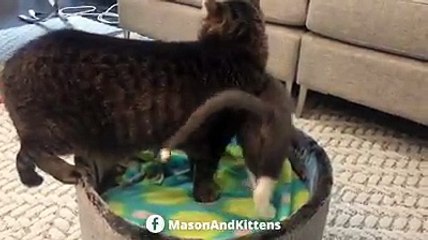 Grandpa Mason pied-pipers a demanding Bean Bunny to his lair for some post-snack snuggle time.