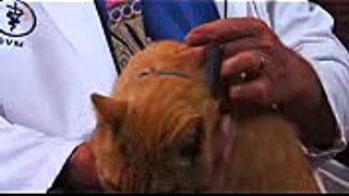 Cat Care & Health  How to Get Rid of Fleas on Cats