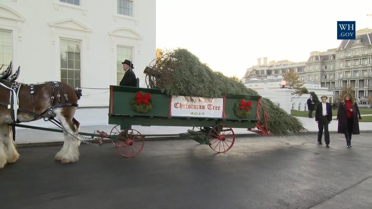 Melania and Baron Trump Welcome A Christmas Tree