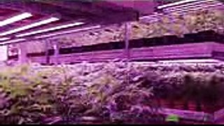 Cannabis Vertical Farm with LED Grow Lights from BML Horticulture