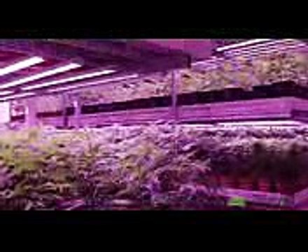 Cannabis Vertical Farm with LED Grow Lights from BML Horticulture
