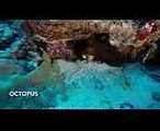 Kona Hawaii Scuba Diving 2013