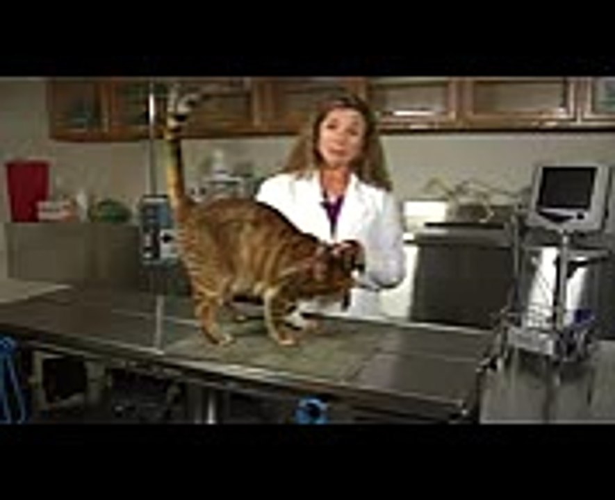 Feline Neutering & Post-Surgery Instructions  Cat Health Care & Behavior (1)