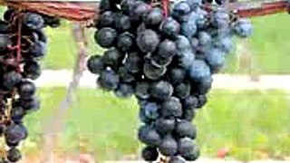 HowTo Taste Red Wine l Wine Spectator