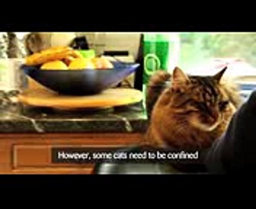 Caring for your cat - keeping indoor cats happy