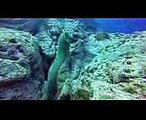 Scuba Diving at Isla Socorro - Revillagigedo Islands, Mexico