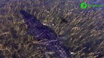 Un crocodile saute hors de l'eau pour attraper un drone... Magnifique