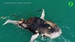Images incroyables d'une baleine dévorées par des crocodiles et des requins