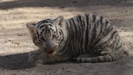 Des bébés animaux font le bonheur d'un zoo mexicain