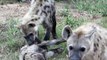 Hyenas chew on tourist vehicle in Kruger Park, South Africa