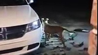 Aggressive Dog eating Brand new car's bumper in Dalton USA