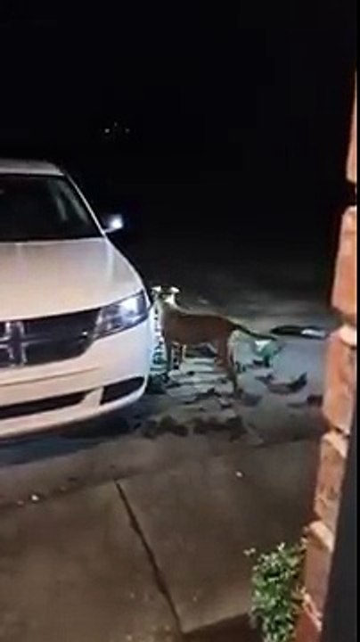Aggressive Dog eating Brand new car's bumper in Dalton USA