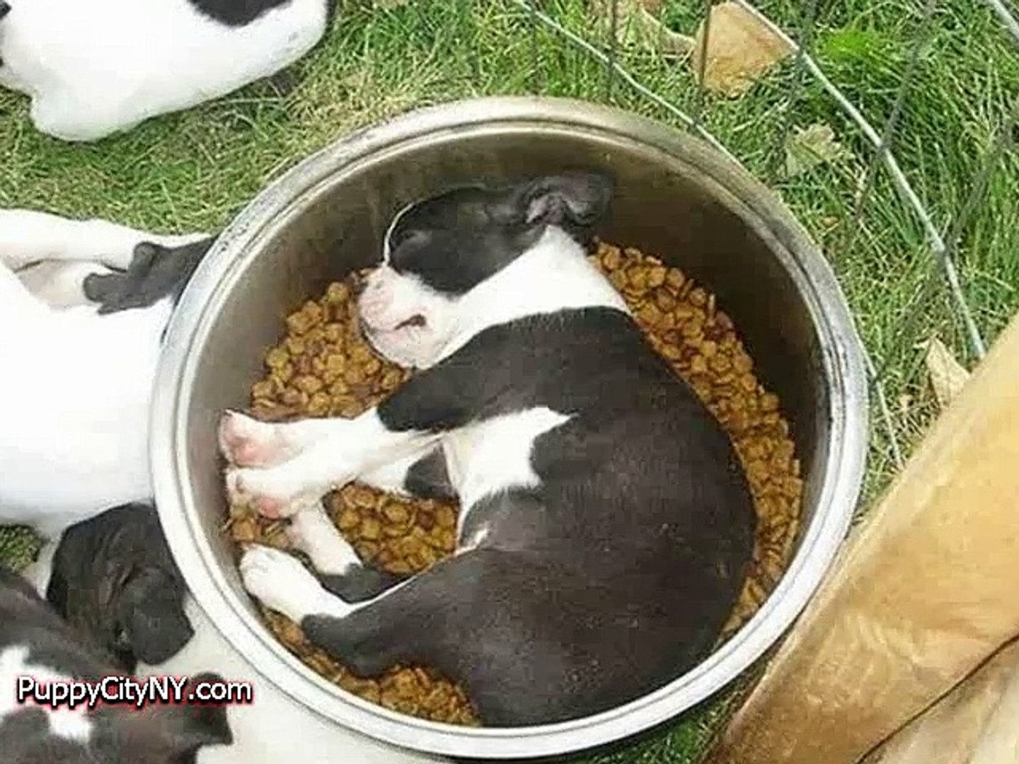 LOL Pets!