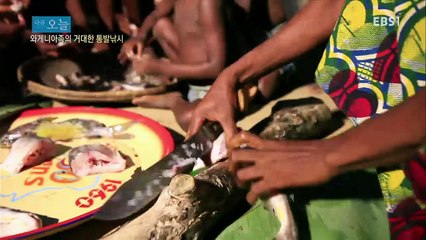 다큐 오늘 - 와게니아족의 거대한 통발낚시_#001