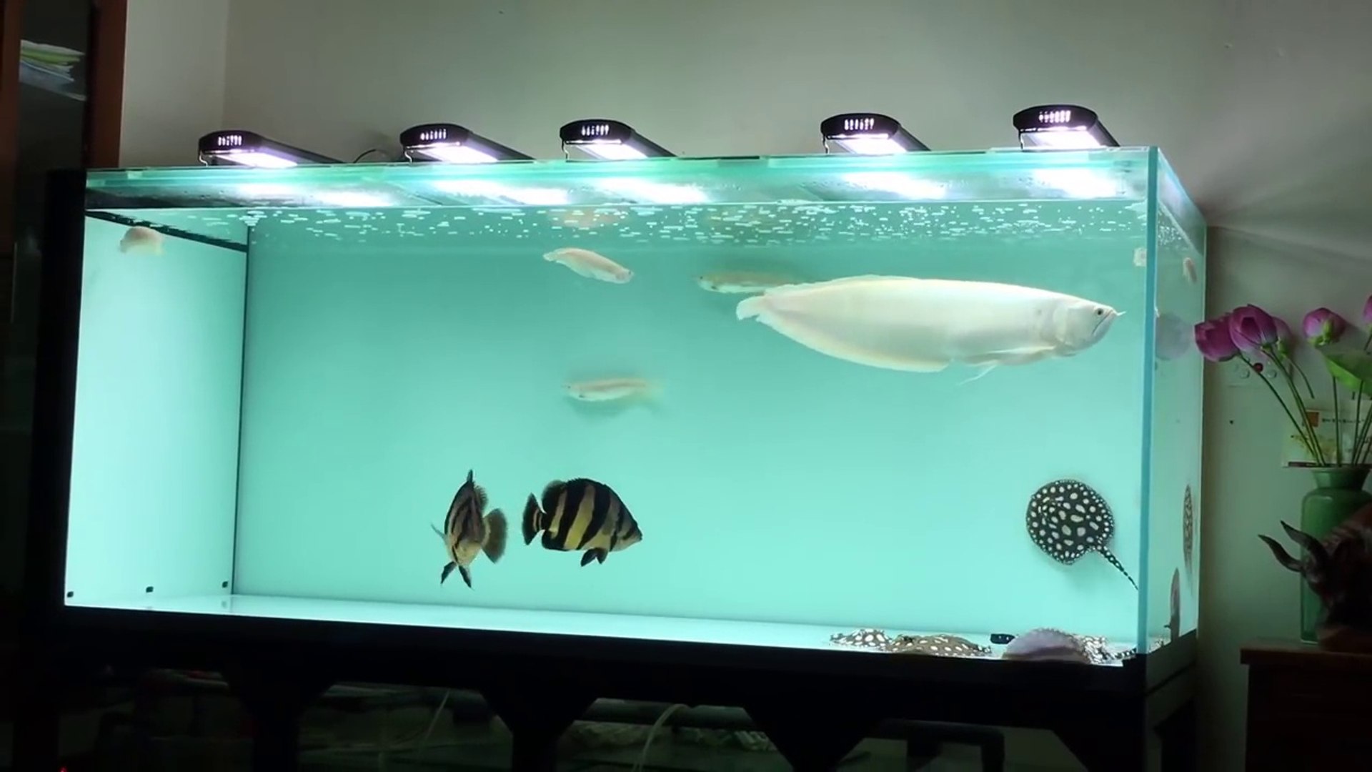 Silver Arowana Fish Tank