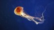Océans : des méduses pour lutter contre la pollution des microplastiques ?