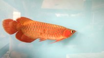 Super Red Arowana