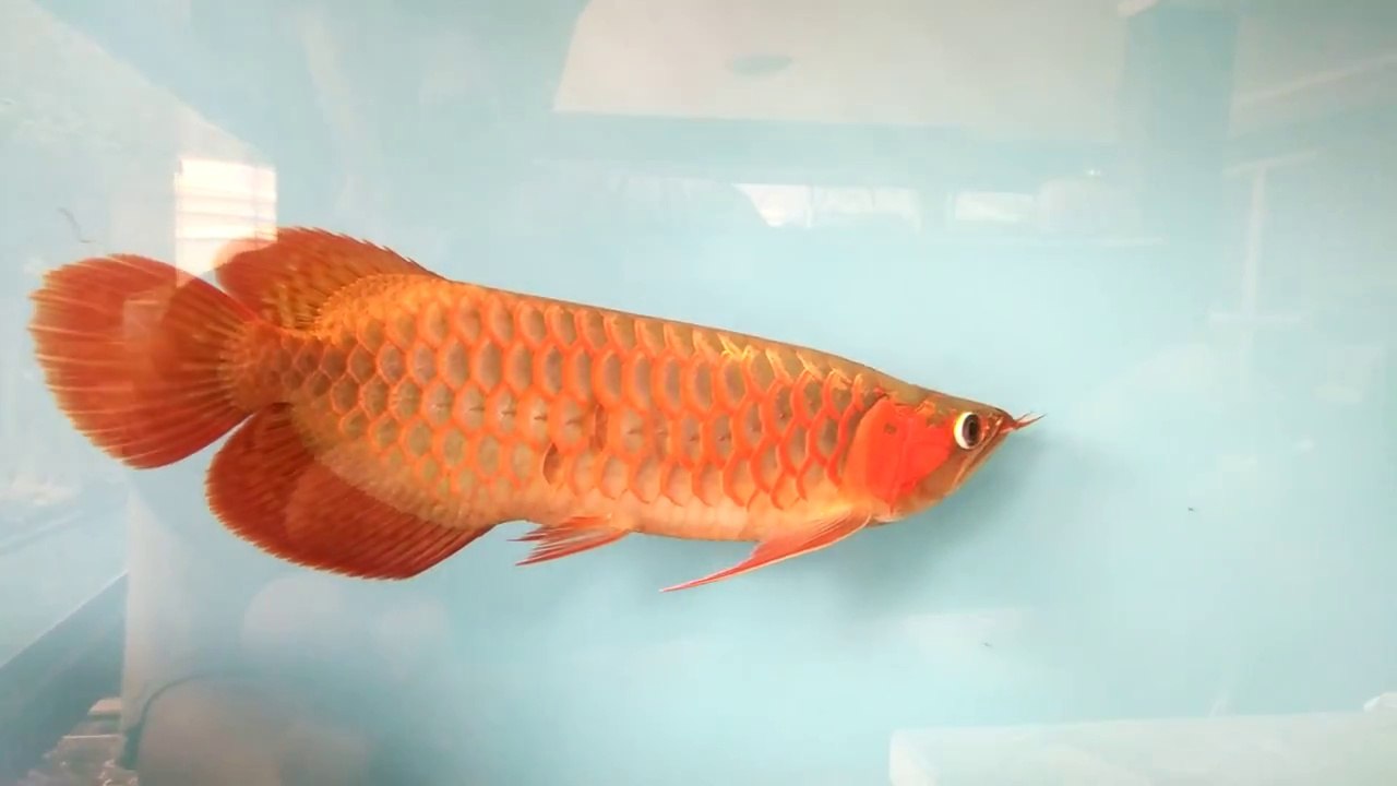 Super Red Arowana