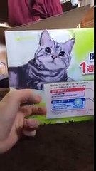 Une photo de chat prend vie