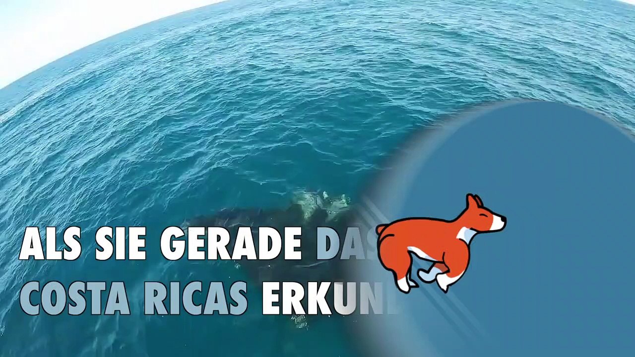 Sauver une raie manta