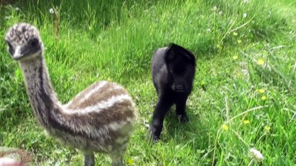 German Shepherd puppy meets an Emu for the first time