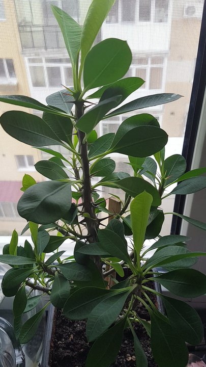 Plant