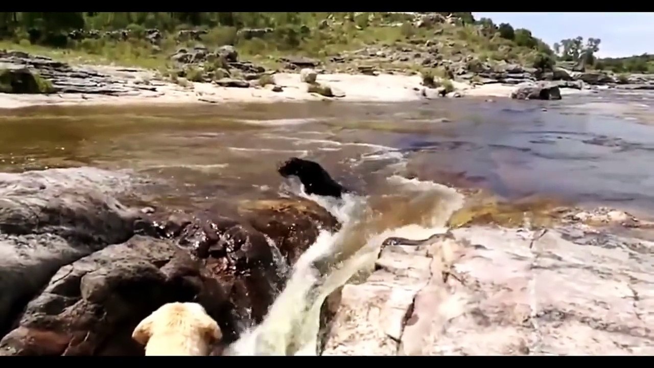 Quand les animaux sauvent des animaux !