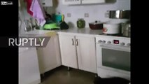 Out of the top drawer! Raccoon finds cupboards bare in Kazakh kitchen!