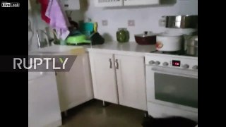 Out of the top drawer! Raccoon finds cupboards bare in Kazakh kitchen!