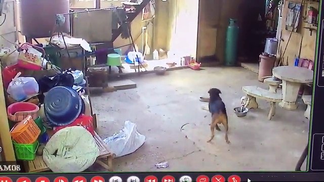 INSIDER THAILAND-cctv camera recorded video while the dog and cobra that Intruded into the house