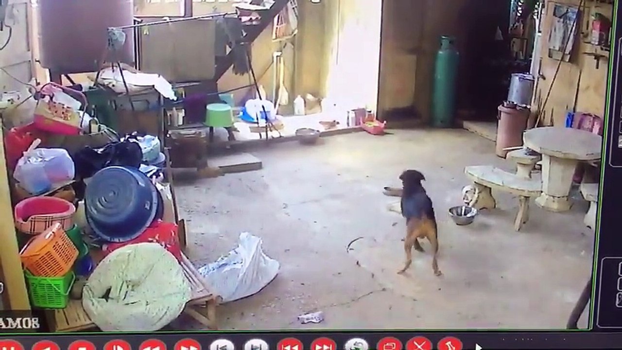 INSIDER THAILAND-cctv camera recorded video while the dog and cobra that Intruded into the house
