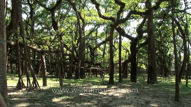 OVO NIJE ŠUMA: Ostaćete bez daha kad SAZNATE šta je na OVOJ fotografiji!