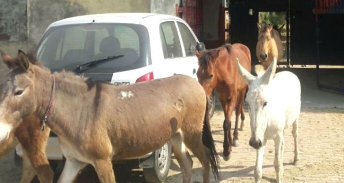Mapus Yata Yata Biter! 3 Bin Liralık Zarara Yol Açan 8 Eşek Hapse Atıldı