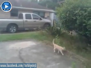 Uçan Kedi İle Sayko Kuş