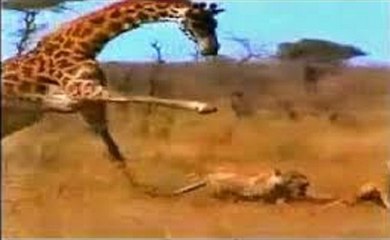 Matança E Vingança Na Melhor Compilação De Leões vs Girafas