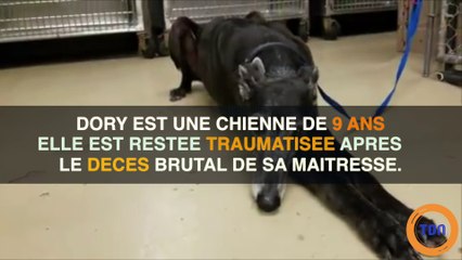 Traumatisée après le décès de sa maitresse, une chienne reste près de son corps pendant un mois