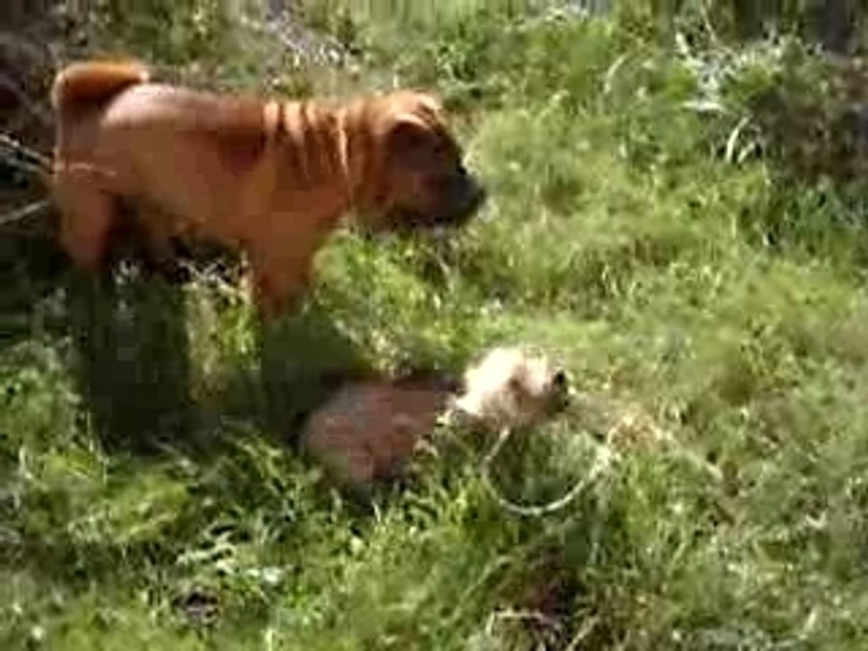 boubi et sa copine cretoise...