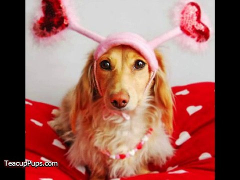 Valentine's Day Puppies!