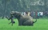 Elefantes Matam 400 Pessoas Por Ano - Atenção A Cenas Fortes!