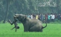 Elefantes Matam 400 Pessoas Por Ano - Atenção A Cenas Fortes!
